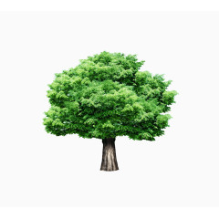 枝繁叶茂的绿树