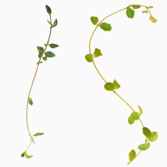 绿色植物绿叶免抠PNG图片素材