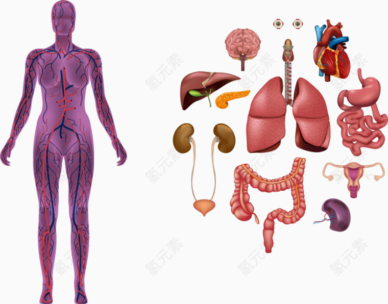矢量人体内脏解剖