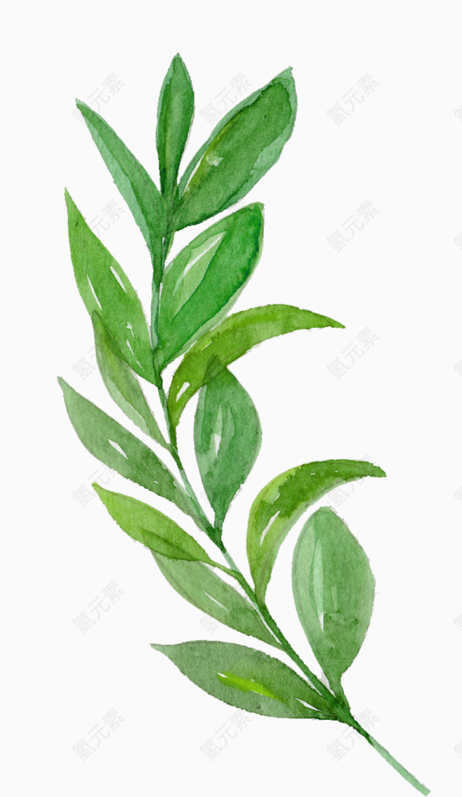 橄榄枝