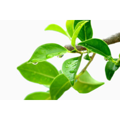 绿油油挂着水珠的树枝