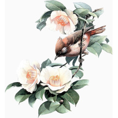 古风唯美插画小鸟