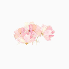 唯美花朵素材