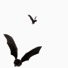 多边形虚线边框