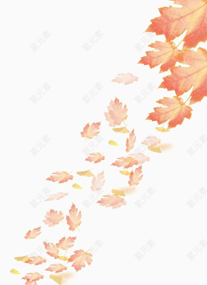 秋枫落叶纷飞图片