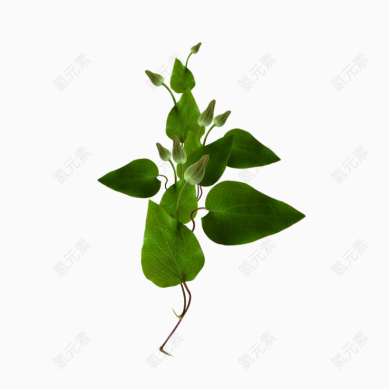 手绘花叶