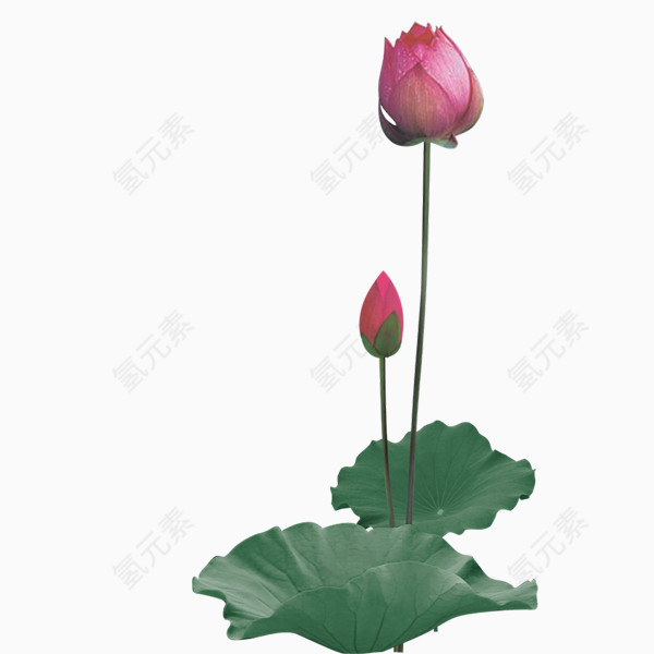 莲花花苞