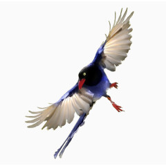 紫色凤尾鸟免抠png素材