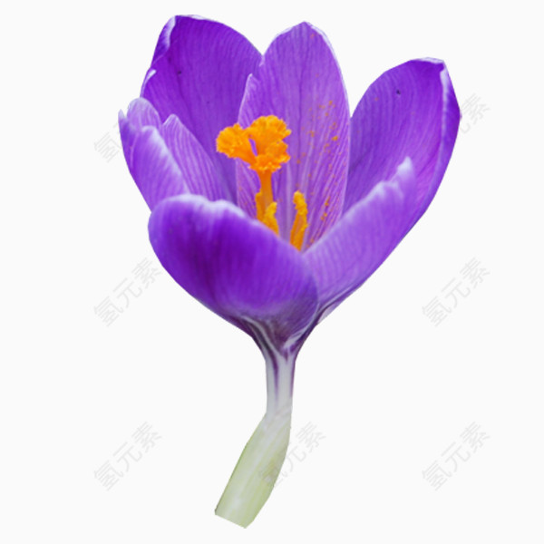 漂亮花儿PNG免抠图素材