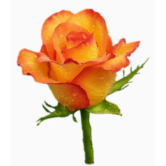 花草图案花草矢量素材