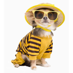 戴墨镜穿黄色衣服小狗