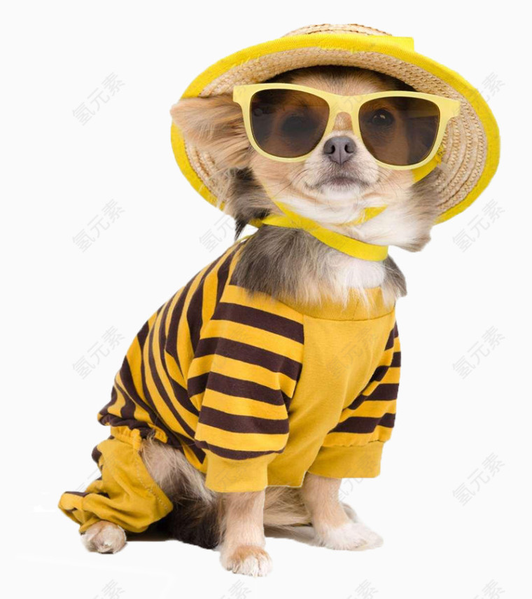 戴墨镜穿黄色衣服小狗
