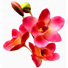 卡通装饰素材鲜花花草