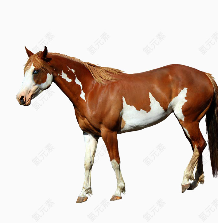 骏马素材免抠图片图形图形