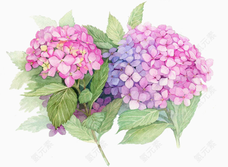 插画水彩画