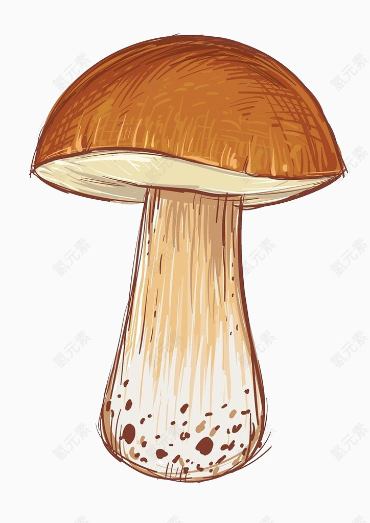 蘑菇食用菌