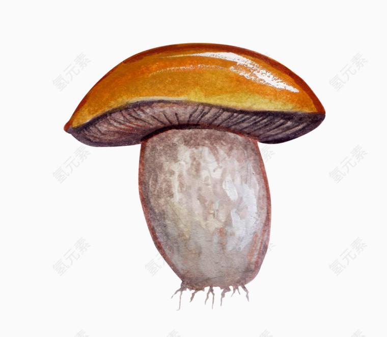 蘑菇