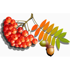 秋天野果矢量免抠素材