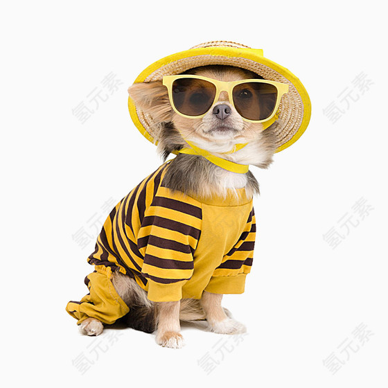 免抠动物广告小狗