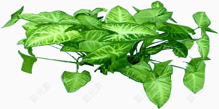 绿色植物背景树木图片
