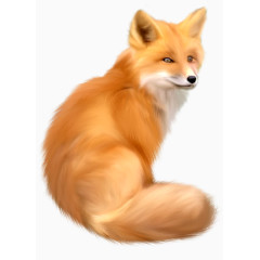 手绘狐狸
