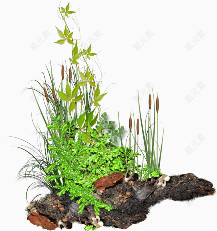 植物草地