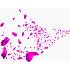 紫色飘落的花瓣