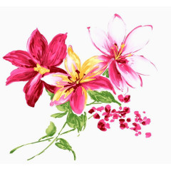 百合花手绘彩色