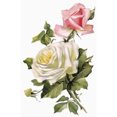 鲜花背景素材创意花卉图片  玫瑰 