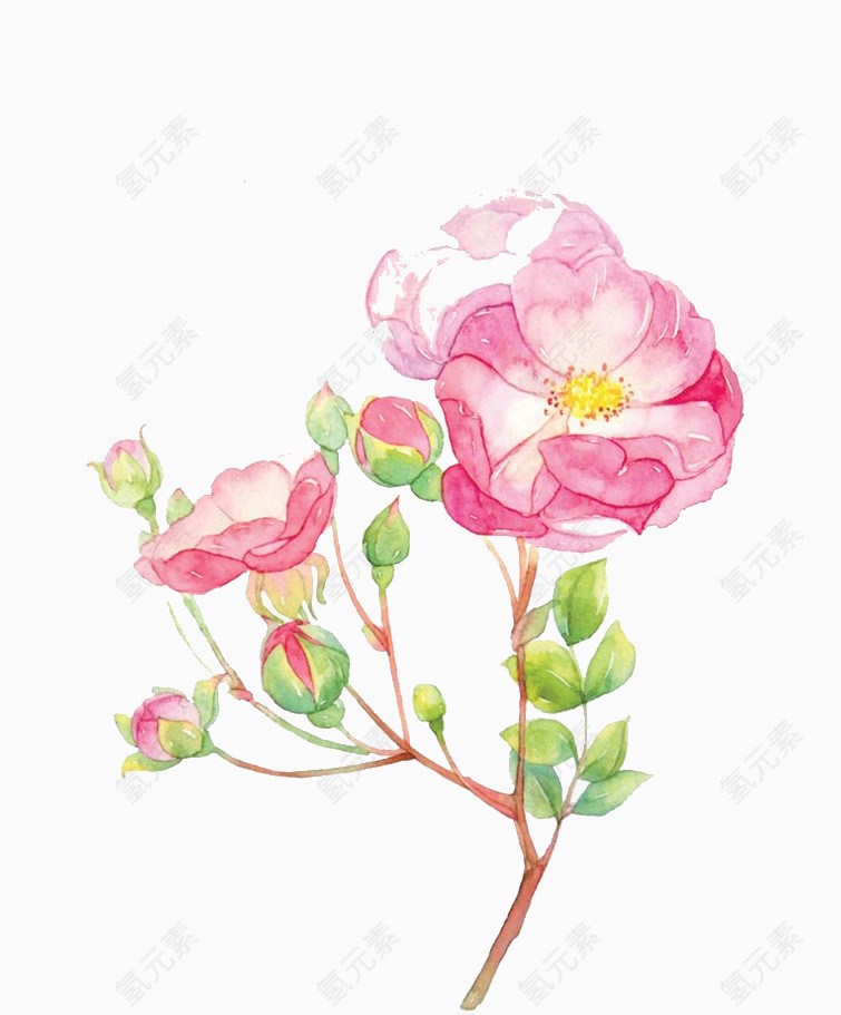 水彩蔷薇花