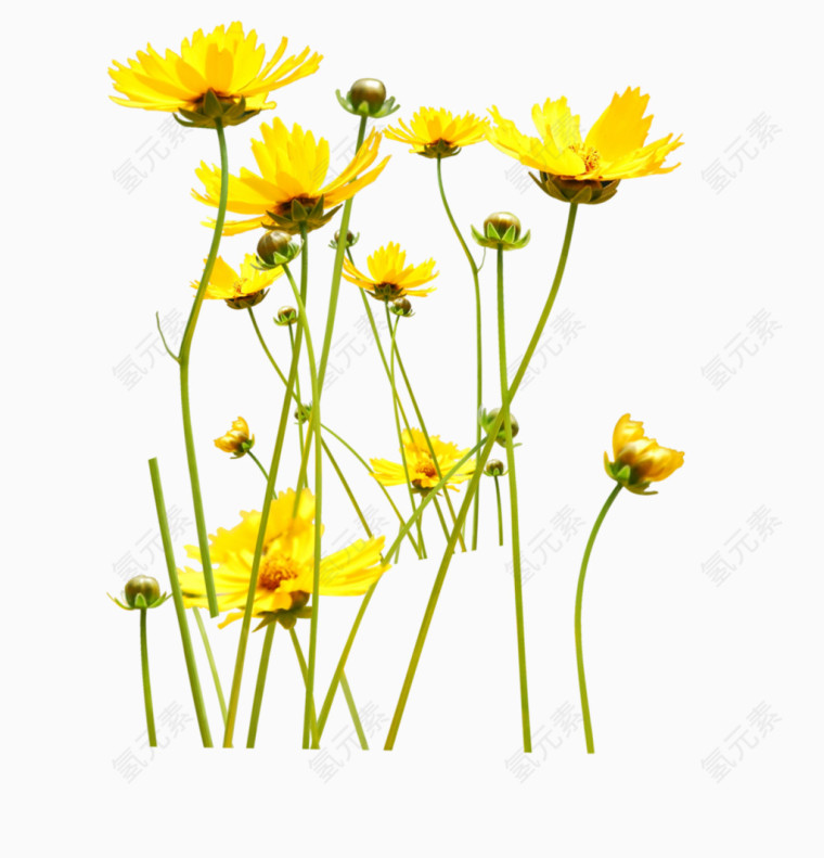 小黄花图案
