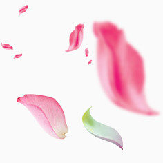 花瓣