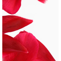 唯美创意玫瑰花瓣飘落