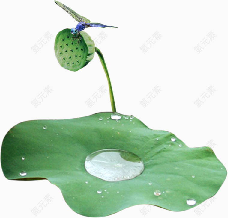 荷叶上的露珠