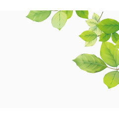 绿叶装饰立体素材