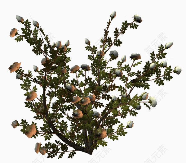 水彩花草素材花草图案