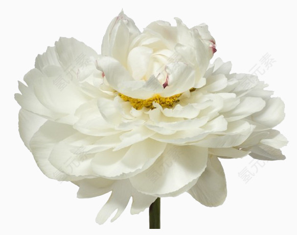 花  花朵 玫瑰 鲜花 花瓣 