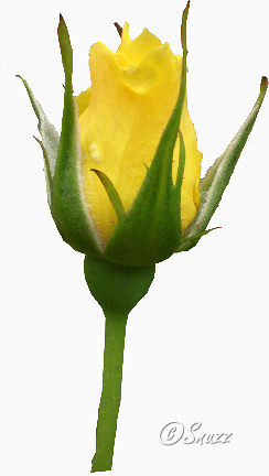 田园风风格装饰卡通