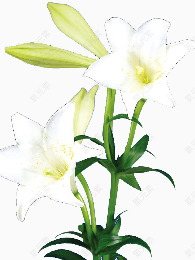 白色百合花