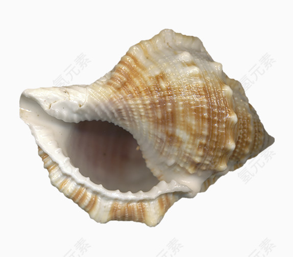 漂亮的海螺贝壳