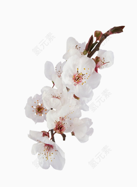 桃花樱花