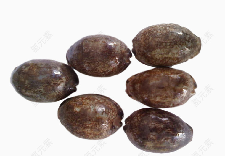 滋补中医紫贝齿