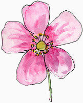 花朵抽象鲜花图片素材