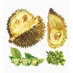 手绘新鲜榴莲