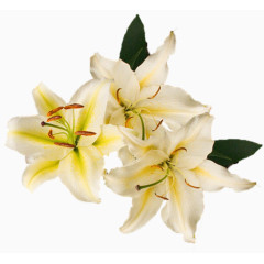 装饰图标花草设计素材