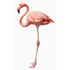 卡通虫鸟元素虫鸟元素