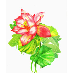 荷叶荷花水彩卡通手绘装饰元素