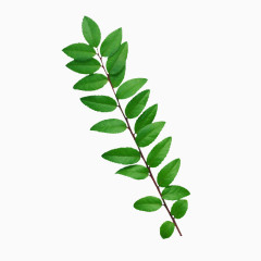 植物绿叶PNG免抠图素材