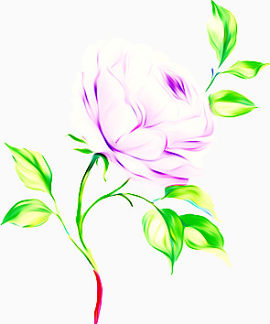 牡丹花