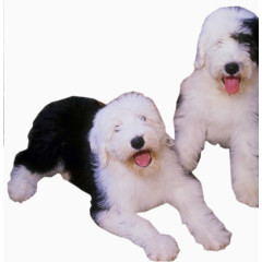 景观效果狗狗实景